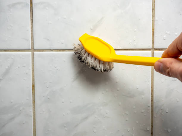 Best Mold Damage Repair  in Beach Park, IL