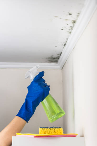Best Attic Mold Removal  in Beach Park, IL