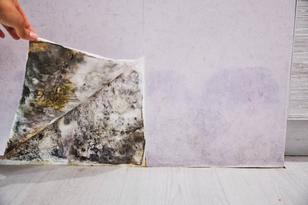 Best Fast Mold Removal  in Beach Park, IL